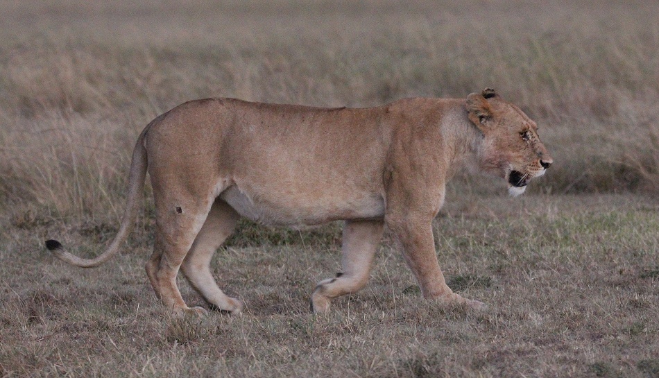 Löwen nach Kampf mit Hyäenen, Masai Mara