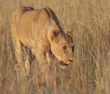 Löwen nach Kampf mit Hyäenen, Masai Mara
