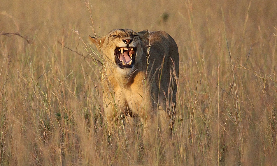Löwen nach Kampf mit Hyäenen, Masai Mara