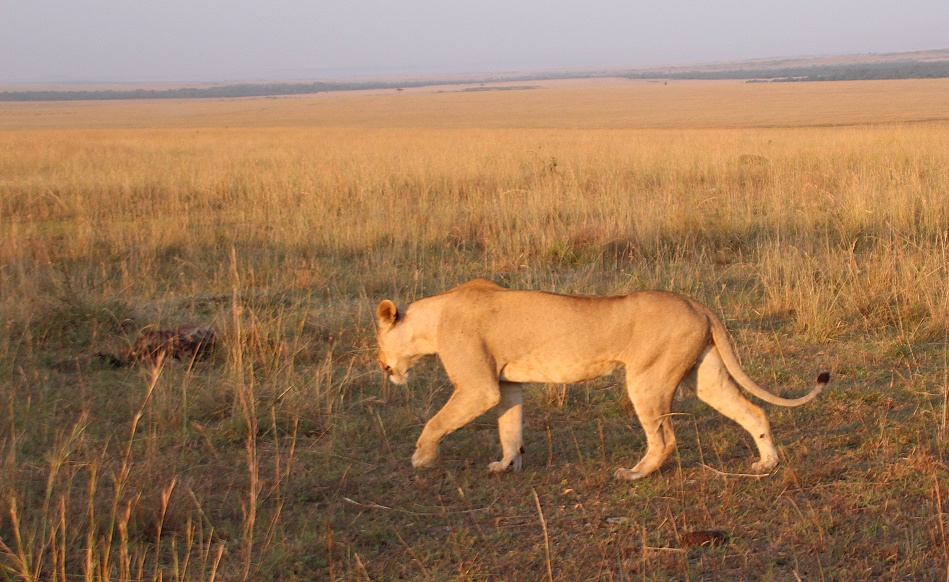 Löwen nach Kampf mit Hyäenen, Masai Mara