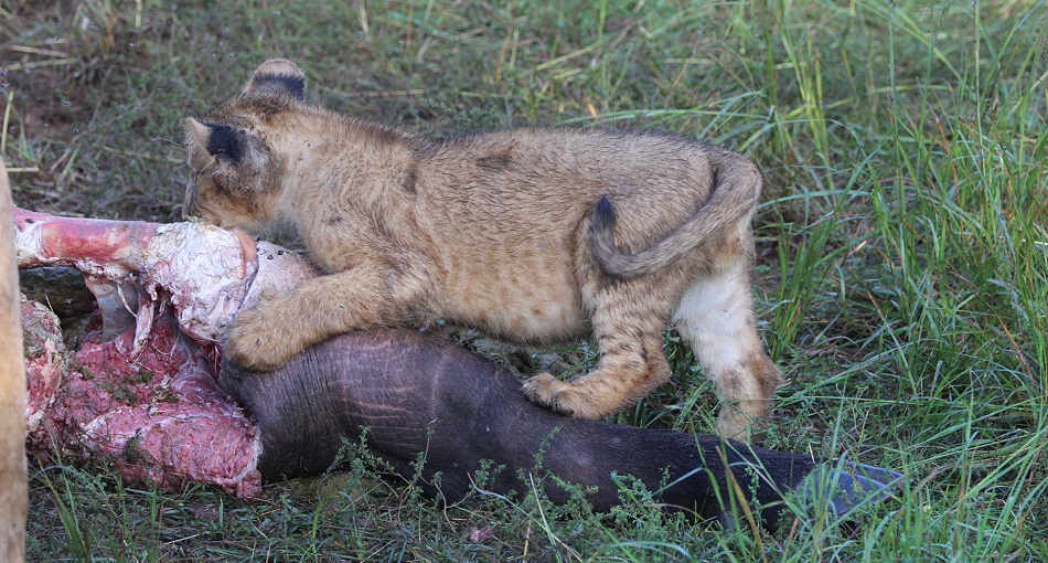 Löwen, Topi Pride mit erlegtem Kaffernbüffel