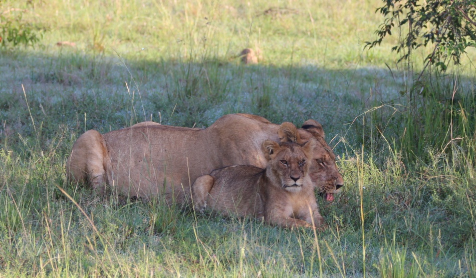 Löwen, Topi Pride