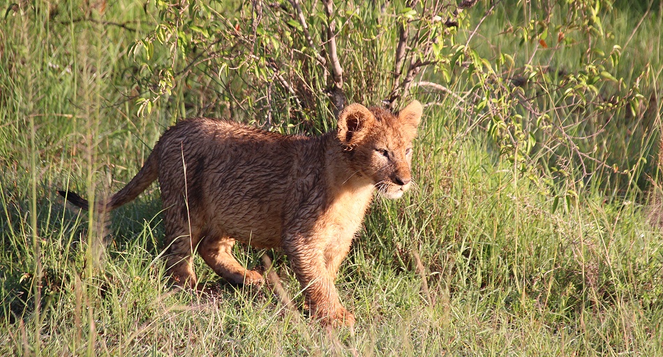 Löwen, Topi Pride