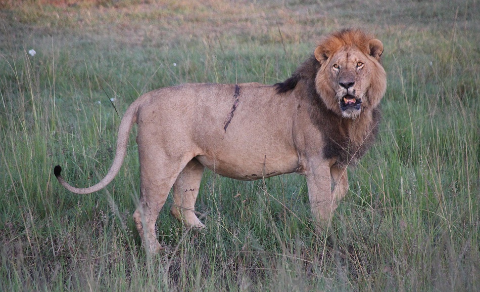 Löwen Männchen, Topi Pride 2025