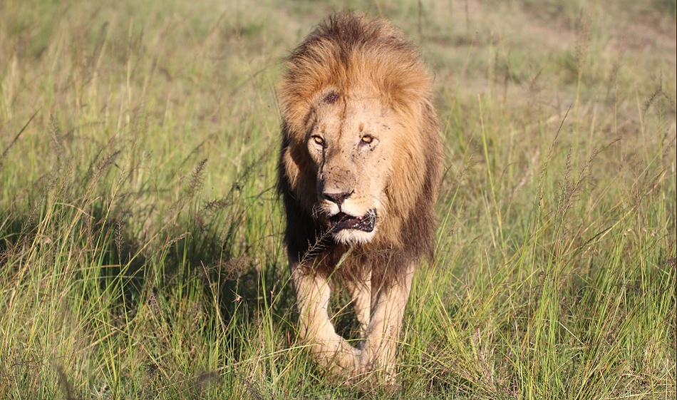 Topi Löwenrudel Männchen, Masai Mara