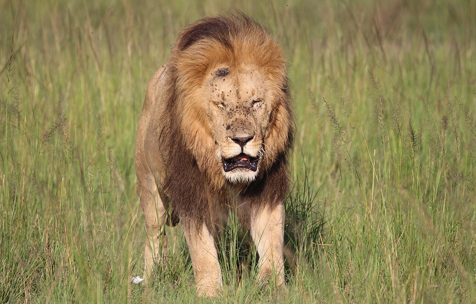 einer von drei Löwenmännchen des Topi Rudels