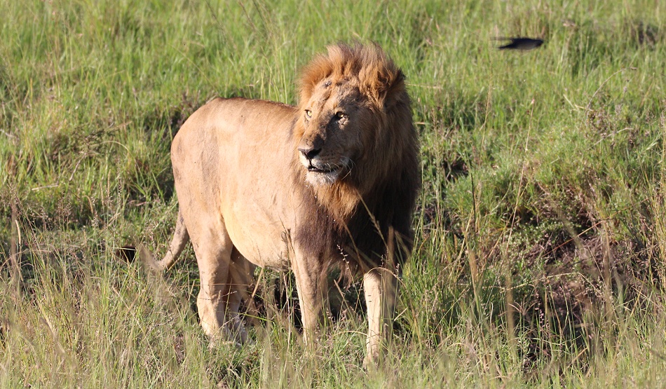 Topi Löwenrudel Männchen, Masai Mara