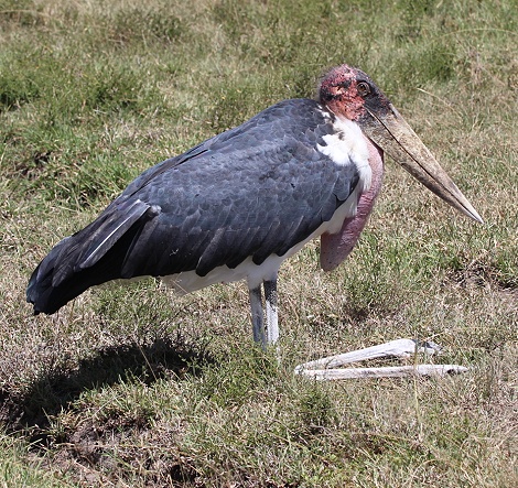 Marabu