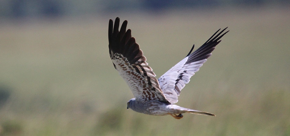 Wiesenweihe, Montagus Harrier