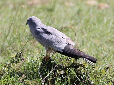 Wiesenweihe, Montagus Harrier