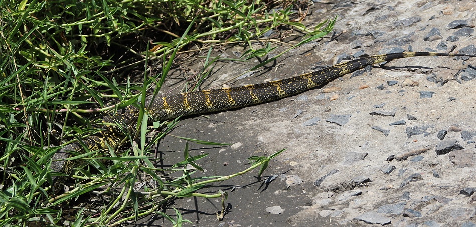 Nilwaran in der Masai Mara