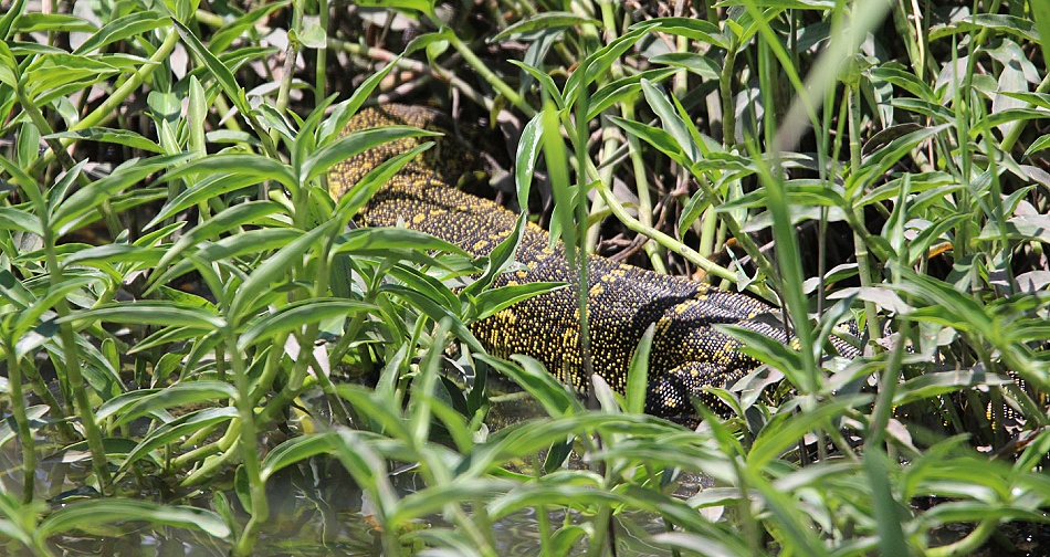 Nilwaran in der Masai Mara