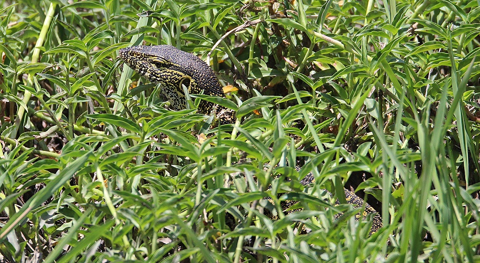 Nilwaran in der Masai Mara