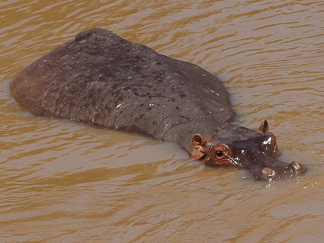 Flusspferd am Mara Fluss