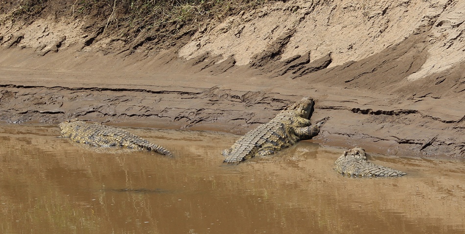 Nilkrokodile im Mara Fluss