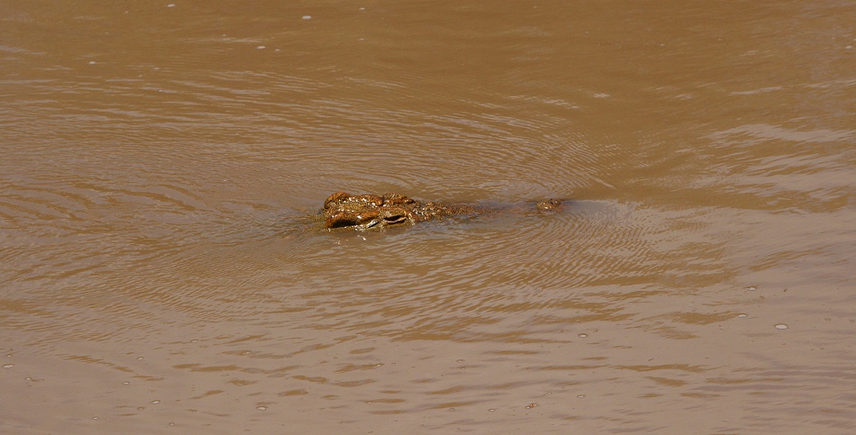 Nilkrokodile im Mara Fluss