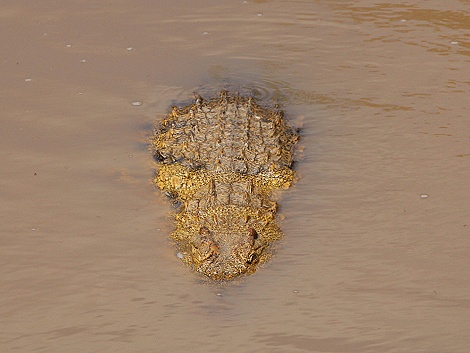 Nilkrokodile im Mara Fluss
