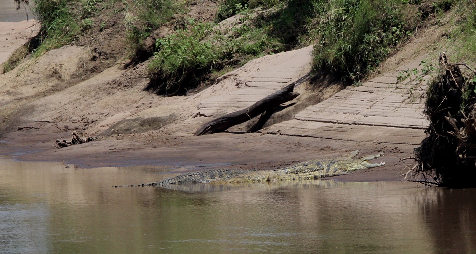 Nilkrokodil im Mara Fluss