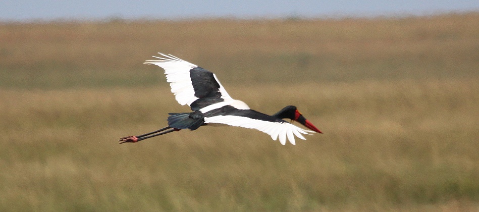 Sattelstorch