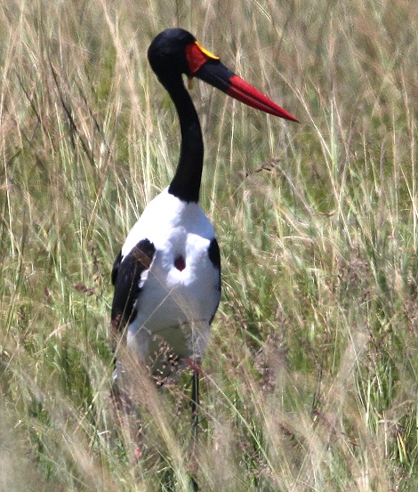 Sattelstorch
