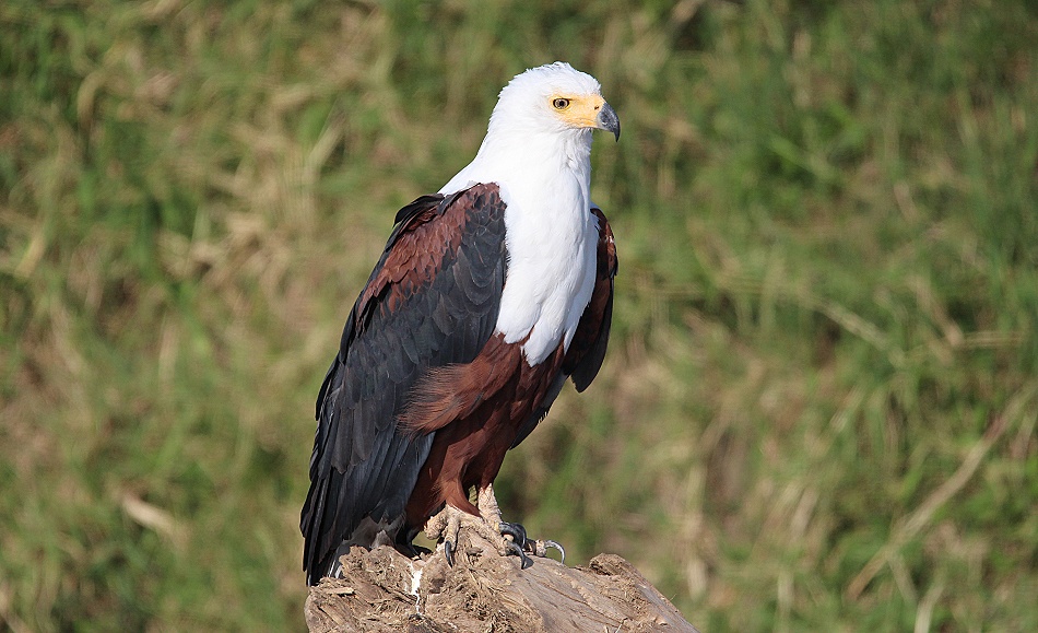 Schreiseeadler