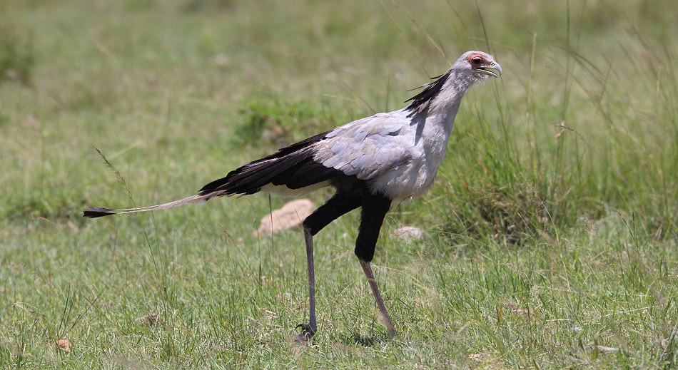 Sekretär Greifvogel