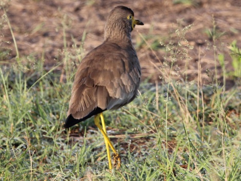 Senegalkibietz in der Masai Mara