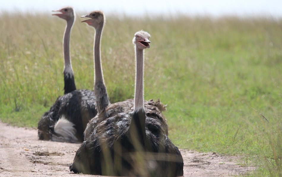 Masai Strauße in der Masai Mara