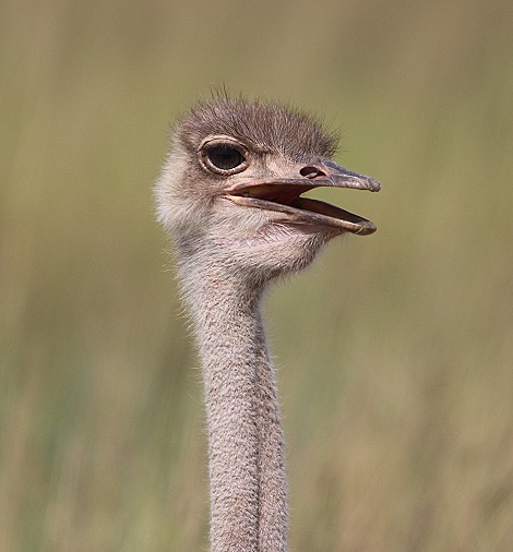 Masai Strauße in der Masai Mara