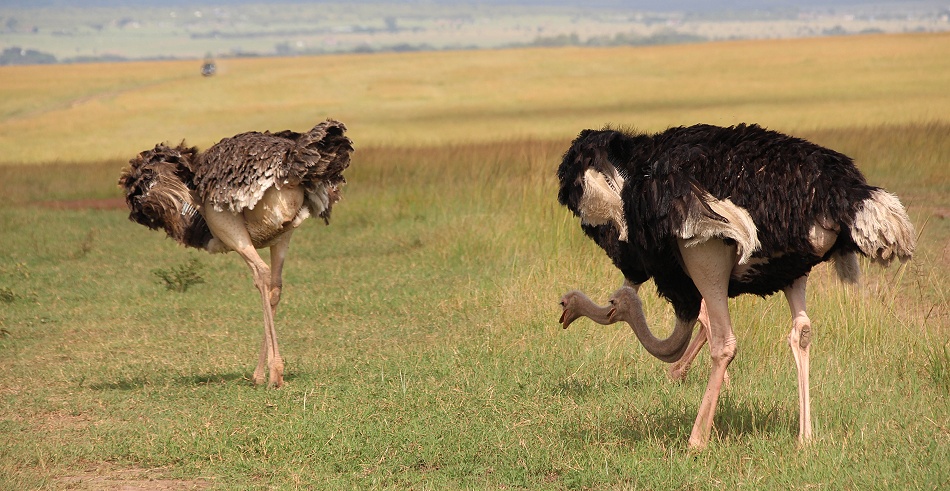Masai Strauße in der Masai Mara