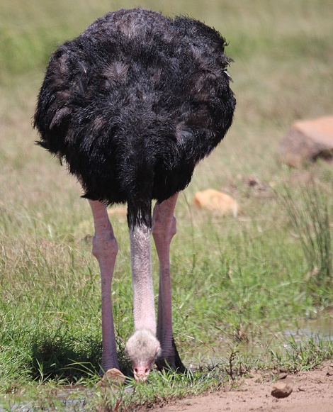 Masai Strausse