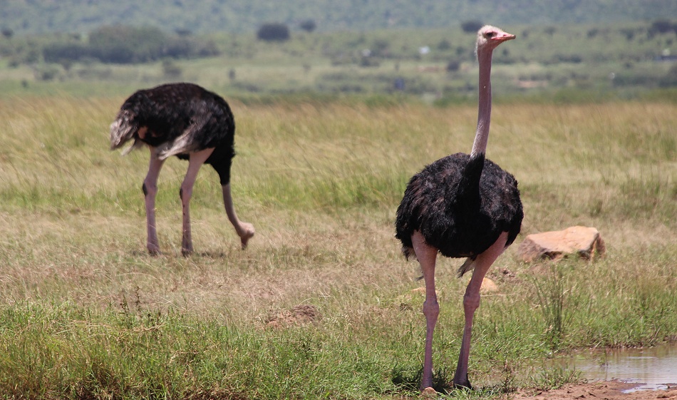 Masai Strausse