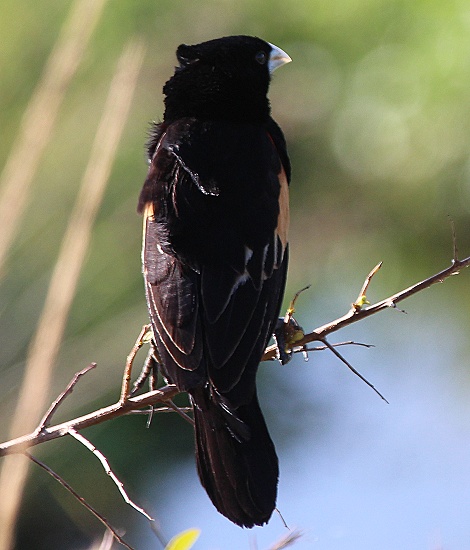 Faecherschwanzwebervogel, Euplectes axillaris phoeniceus