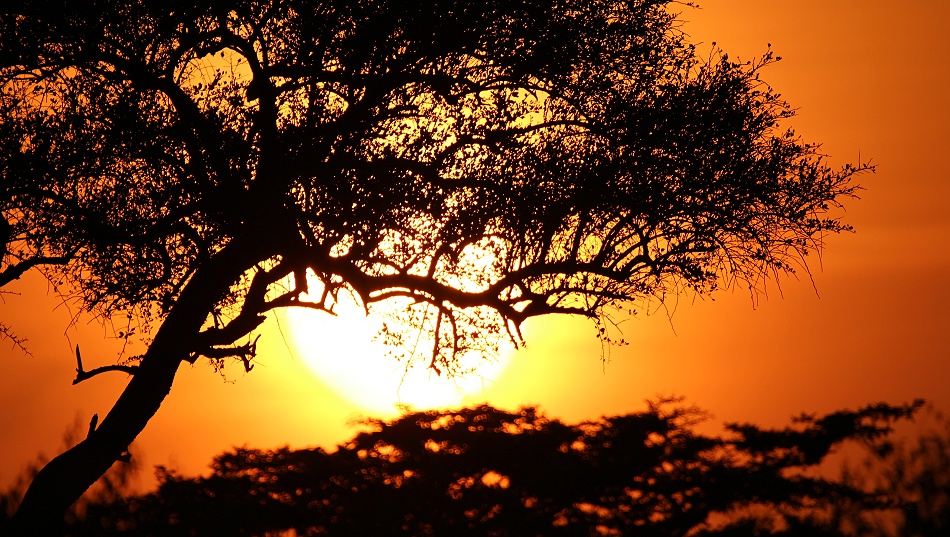 Löwen nach Kampf mit Hyäenen, Masai Mara