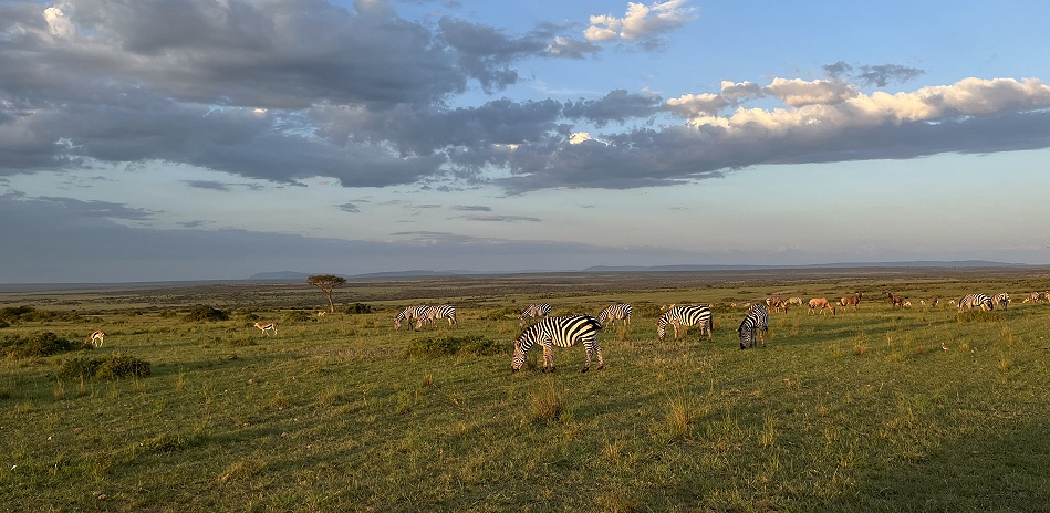 Zebras im letzten Licht des Tages