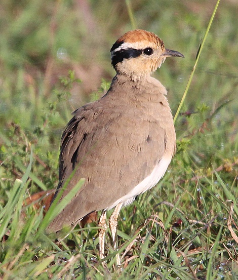 Temminckrennvogel