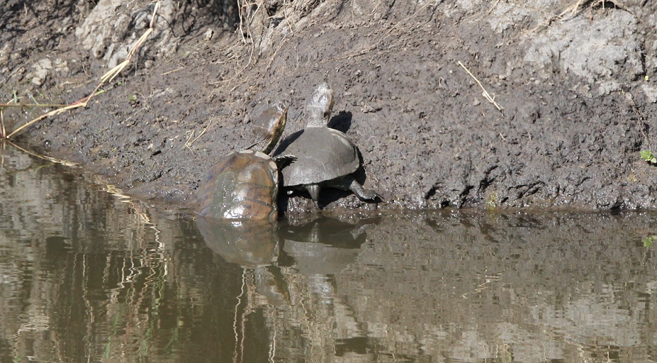 Klappbrust Sumpfschildkröten in der Masai Mara