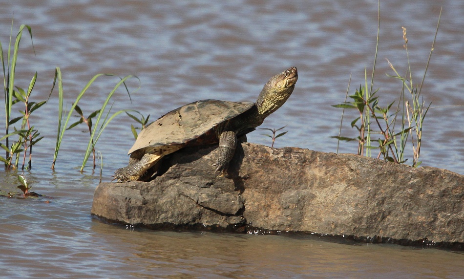 Klappbrustsumpfschildkröte Masai Mara