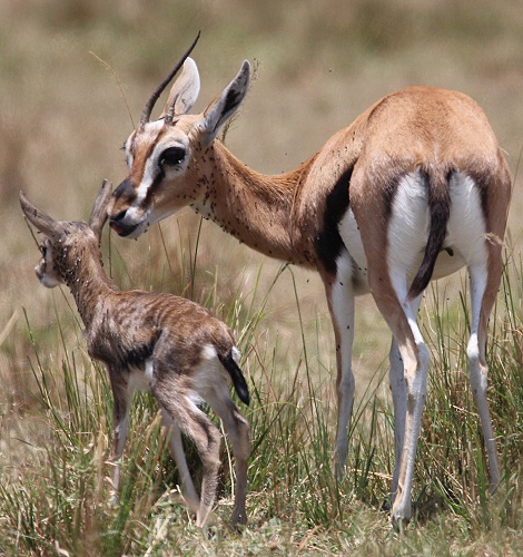 Thomson Gazelle mit Kitz