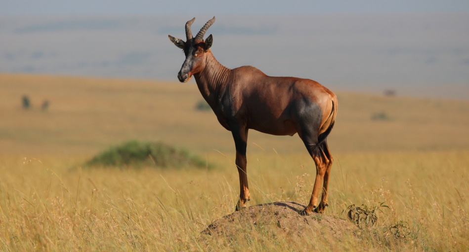 Topi auf Aussichtshügel in der Masai Mara