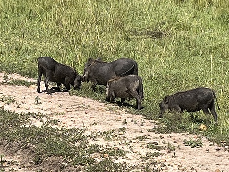 Warzenschweine in der Masai Mara