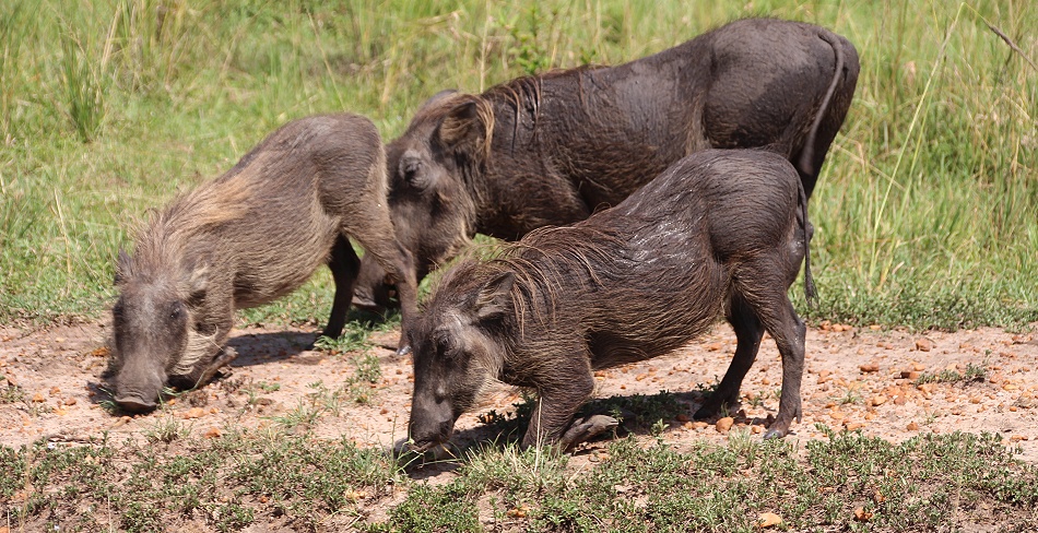 Warzenschweine in der Masai Mara