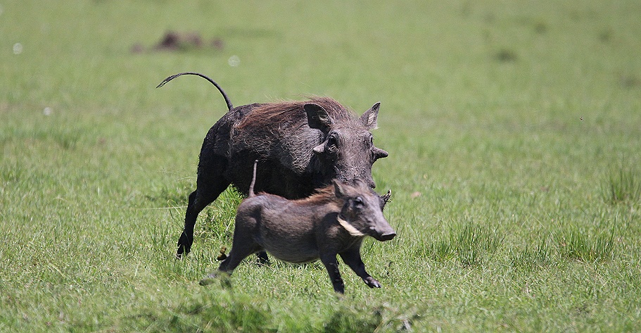 Warzenschweine