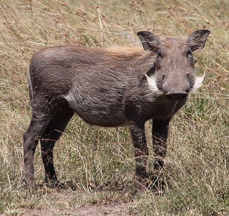 Warzenschwein