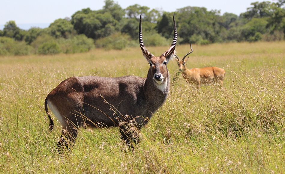 Defassa Wasserbock