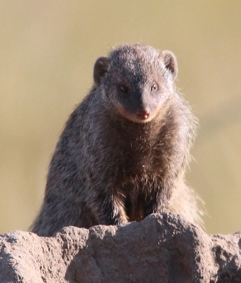 Zebramangusten in der Masai Mara