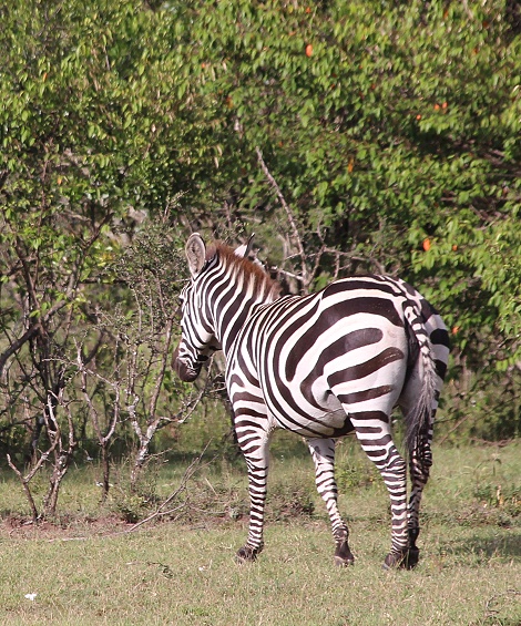 Masai Mara, Zebras