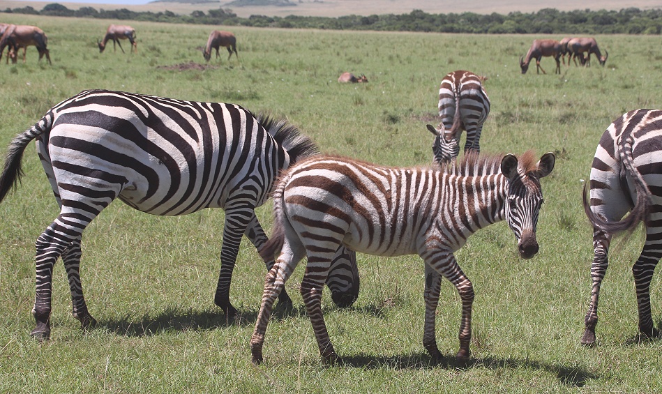 Zebras in der Masai Mara