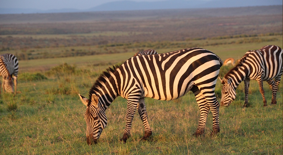 Zebras im letzten Licht des Tages