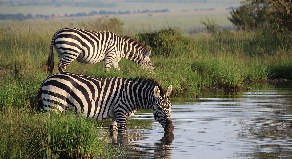 Zebras